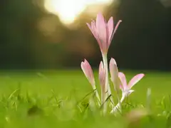 Flowers opening in the grass, in the sun