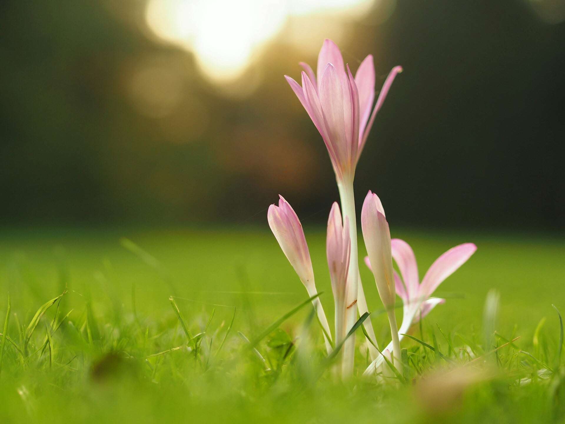 Flowers opening in the grass, lit by the sun