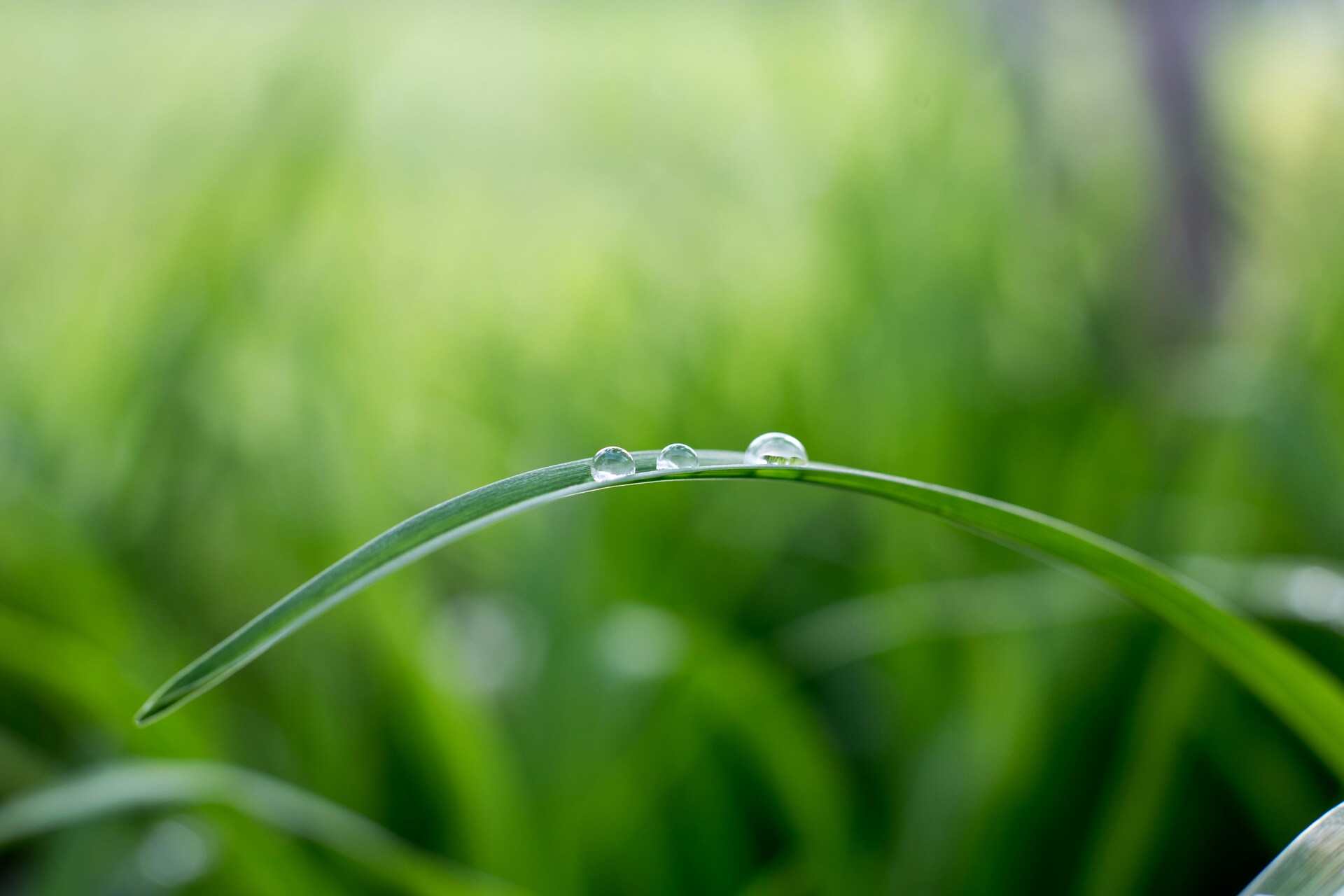 Dew drops on a sunlit blade of grass