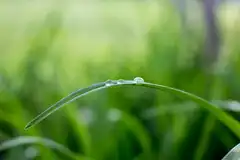 Dew drops on a blade of grass