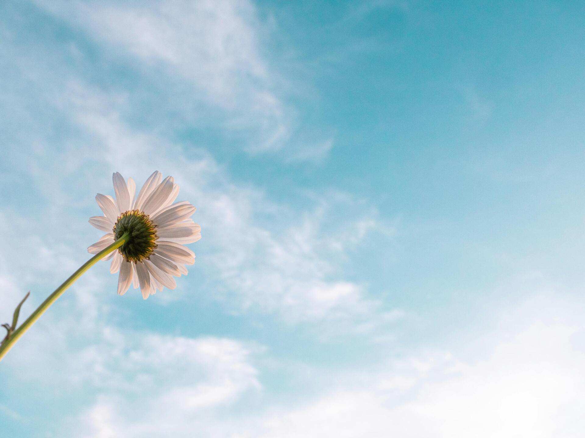 A daisy against a blue sky with light clouds