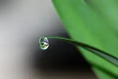A water droplet at the tip of a leaf