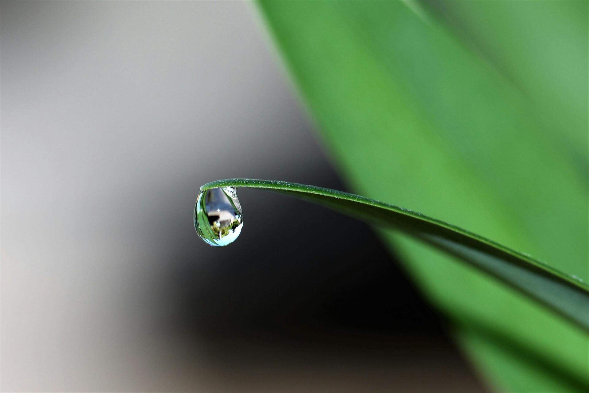 A water droplet at the tip of a green leaf