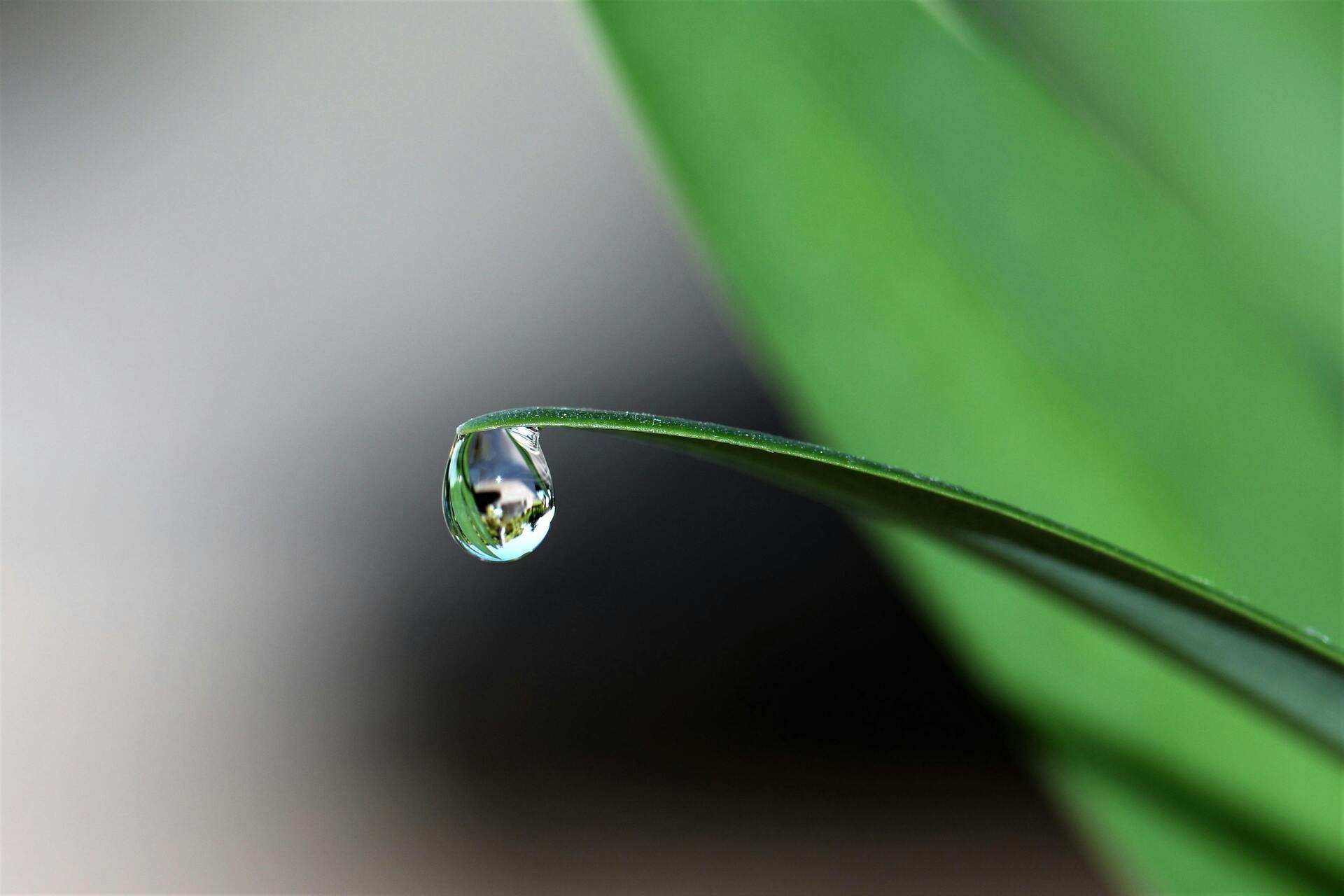 A water droplet at the tip of a green leaf