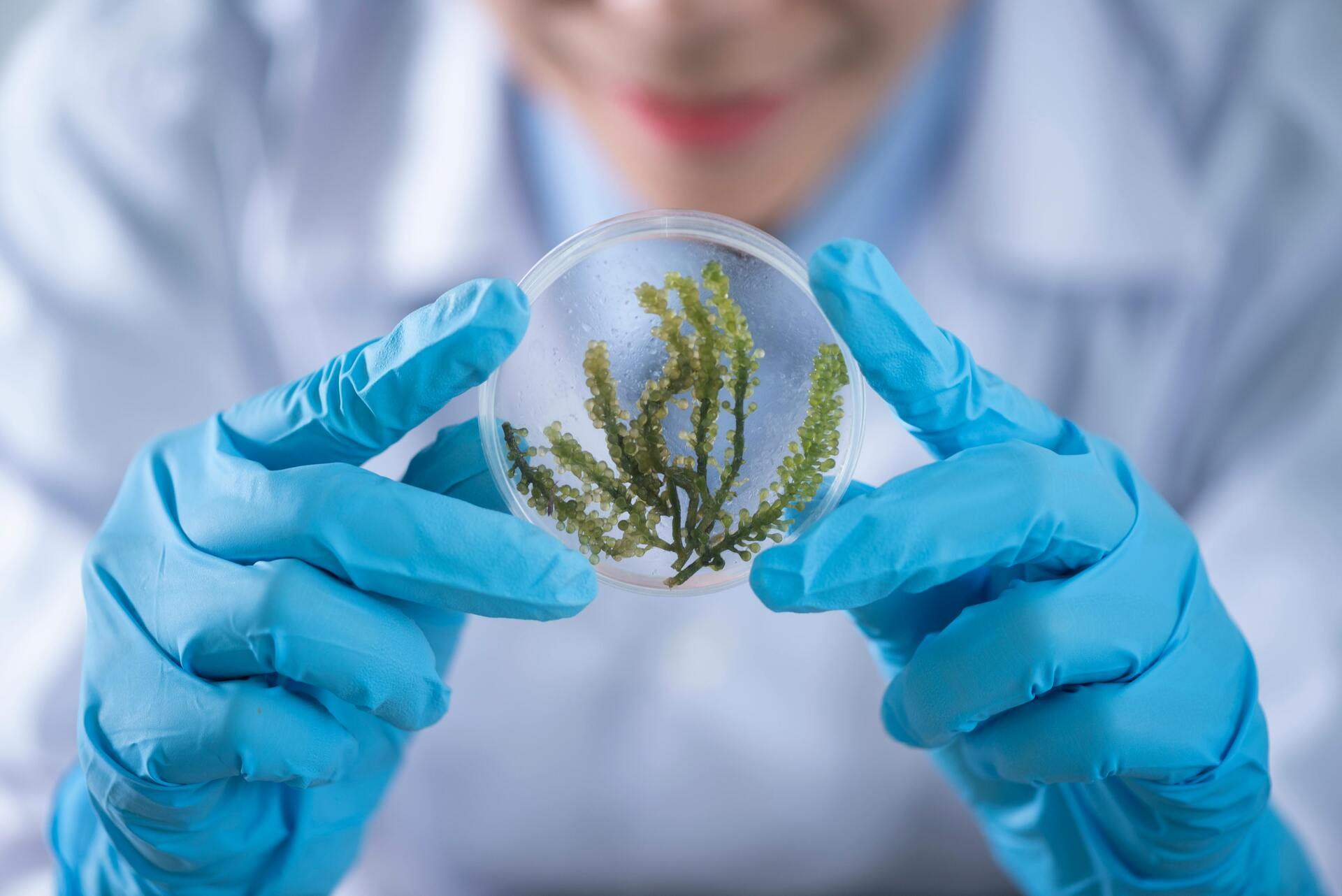 Gloved hands holding a petri dish with a plant sample