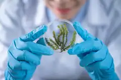 Gloved hands holding a plant