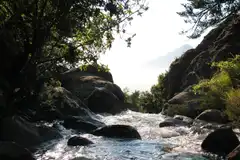 A sunlit stream at the edge of a forest