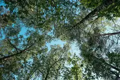 A birch canopy against a bright sky, seen from below