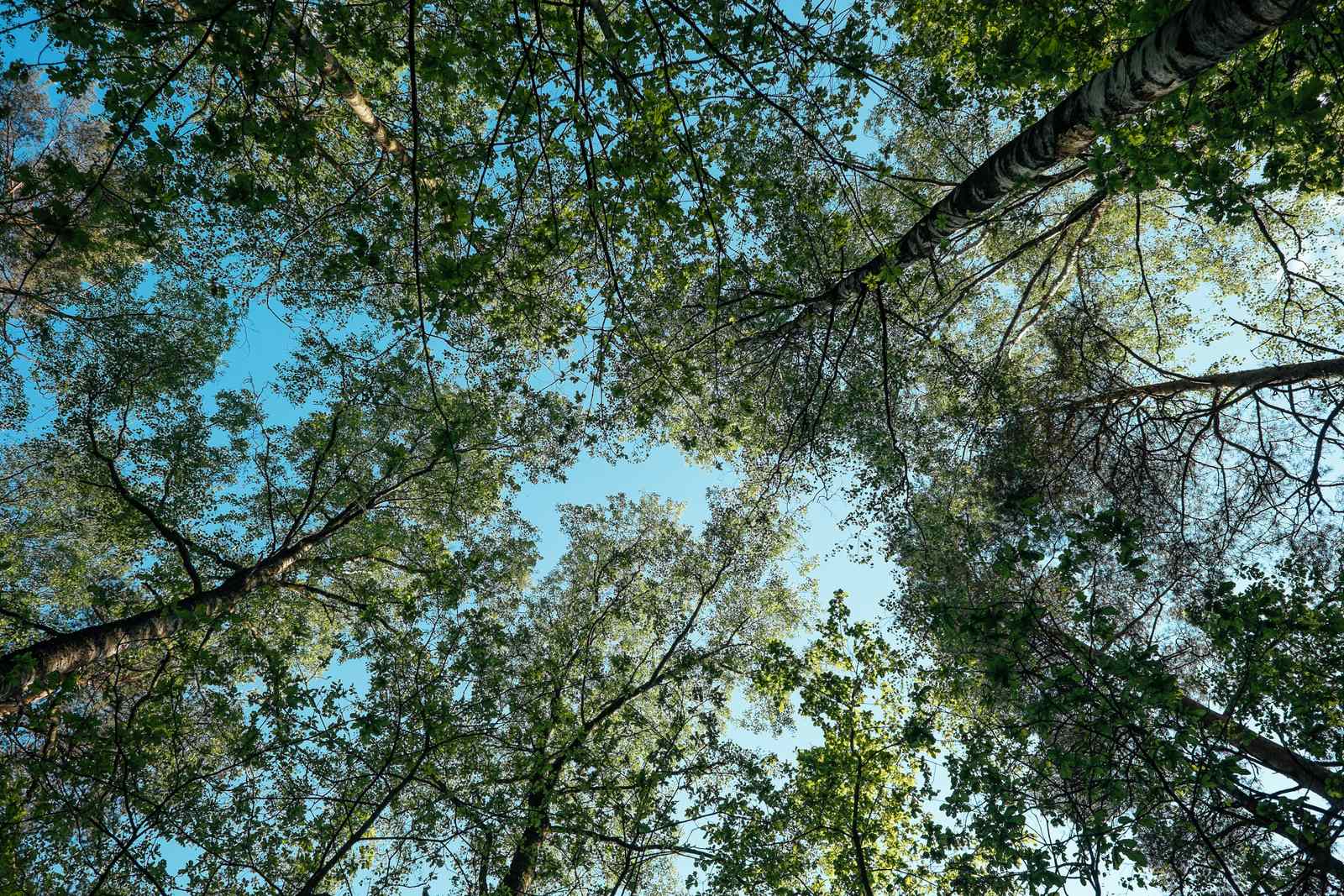 A birch canopy against a bright sky, seen from below