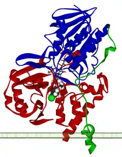 Ribbon diagram of human monoamine oxidase A (PDB 2BXS), in blue, red and green, anchored to the outer mitochondrial membrane, with the FAD cofactor and an inhibitor bound at its centre.