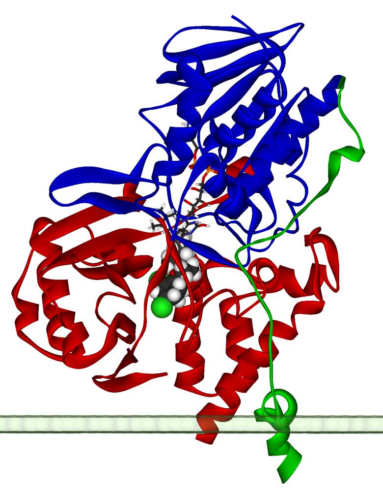 Ribbon diagram of human monoamine oxidase A (PDB 2BXS), in blue, red and green, anchored to the outer mitochondrial membrane, with the FAD cofactor and an inhibitor bound at its centre.