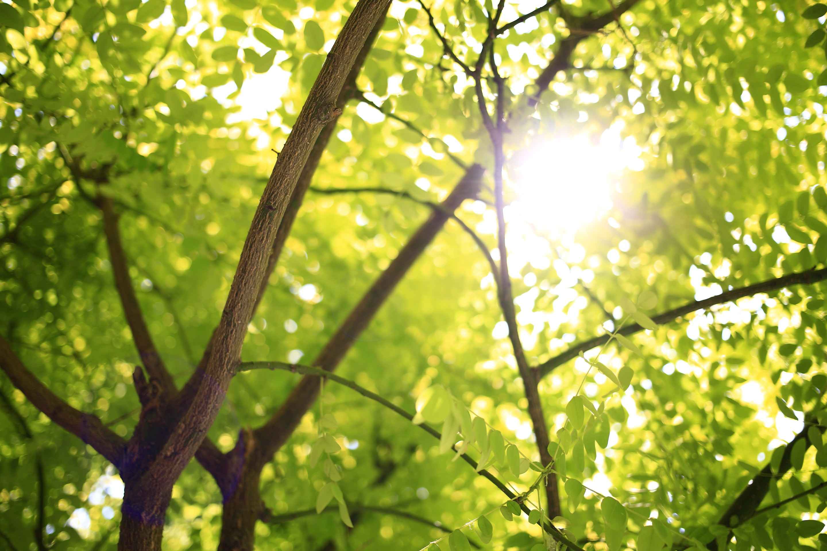 Sunlight filtering through translucent green leaves