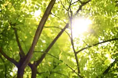 Sunlight through the leaves of a tree