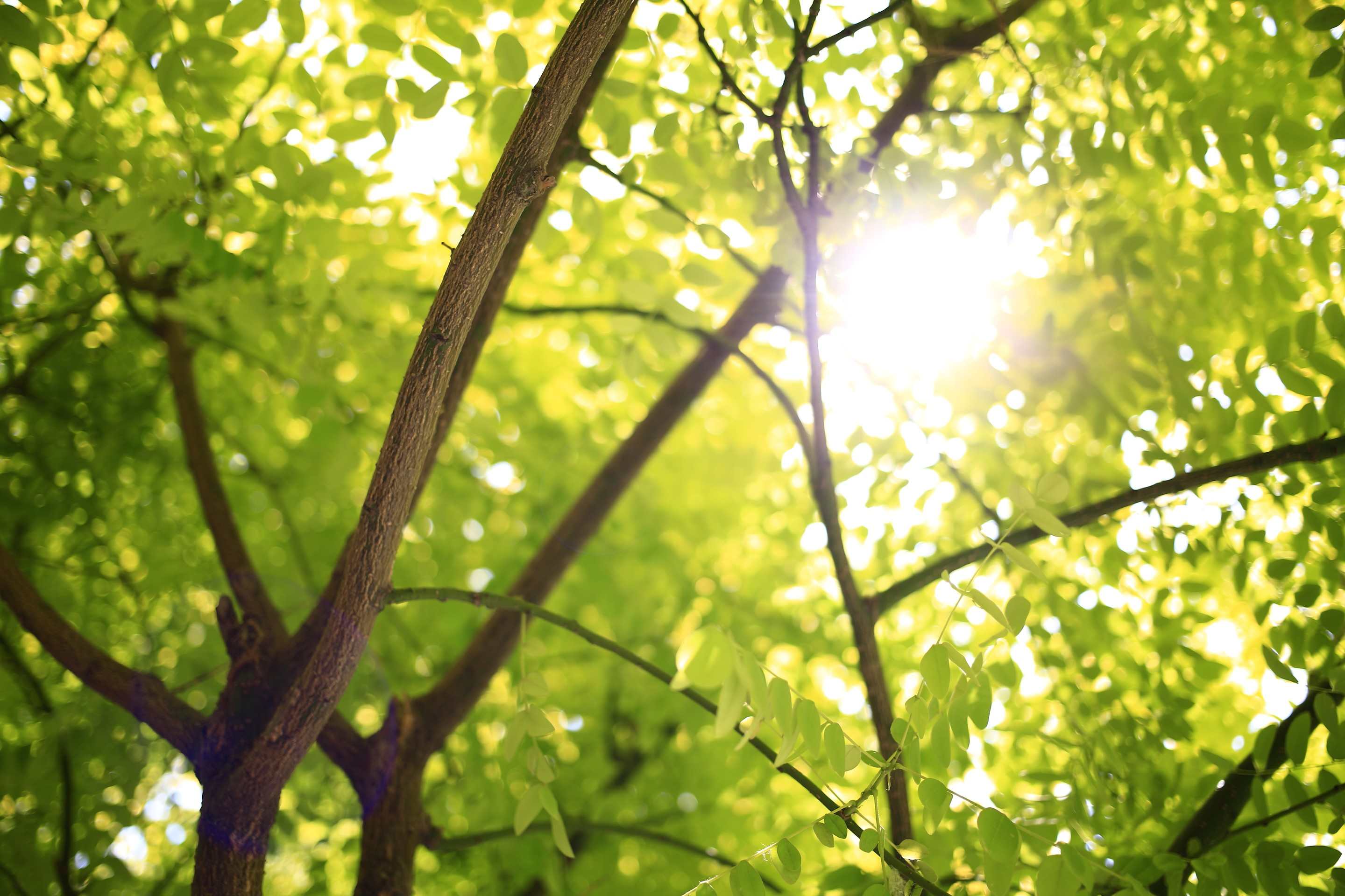 Luz do sol através das folhas verdes de uma árvore