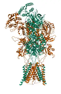 Structure of the NMDA glutamate receptor (GluN1 and GluN2B subunits, PDB 9BIB) in green and orange ribbons, with the extracellular domain above and the transmembrane ion channel below.