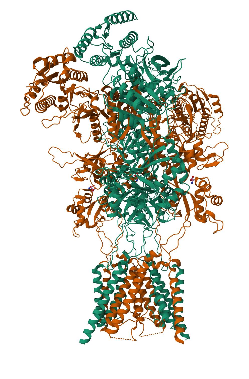 Structure of the NMDA glutamate receptor (GluN1 and GluN2B subunits, PDB 9BIB) in green and orange ribbons, with the extracellular domain above and the transmembrane ion channel below.
