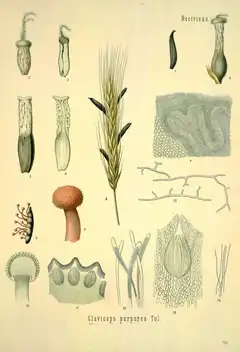 Coloured botanical plate: an ear of rye bearing dark ergot sclerotia, surrounded by magnified drawings of the fungus.