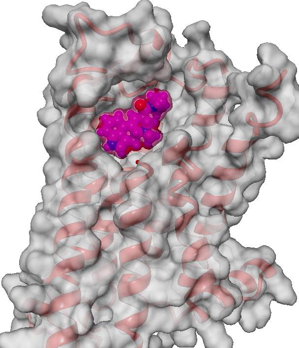 Crystal structure of the serotonin 5-HT2A receptor (PDB 6WGT), with a translucent grey surface and red helices; the LSD molecule, in magenta, sits in the binding pocket.