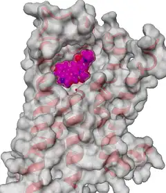 Crystal structure of the serotonin 5-HT2A receptor (PDB 6WGT), with a translucent grey surface and red helices; the LSD molecule, in magenta, sits in the binding pocket.