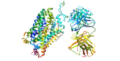 Crystal structure of the human serotonin transporter (SERT, PDB 5I6X) in coloured ribbons on the left, beside an antibody fragment used for crystallisation on the right.